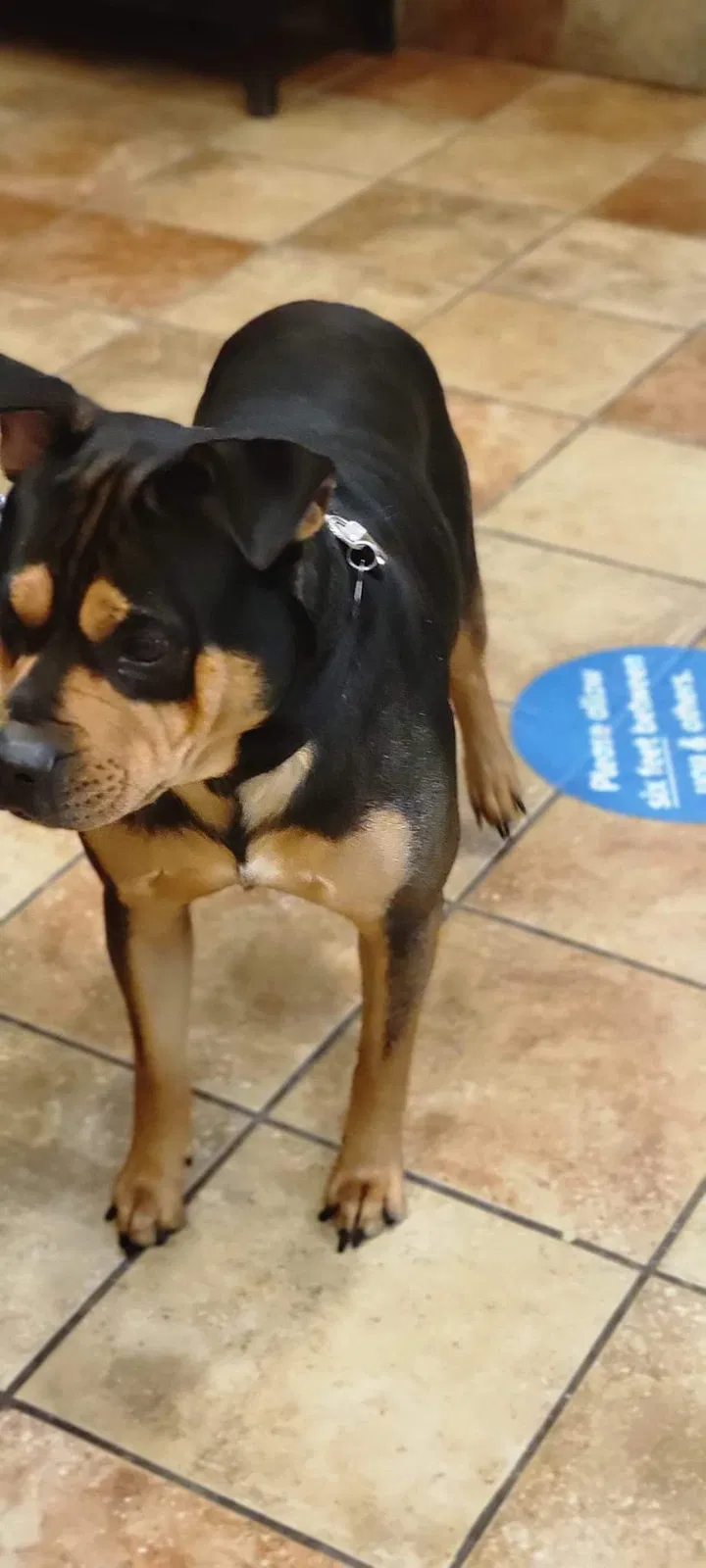 Lost dog in San Antonio, TX, 78216
