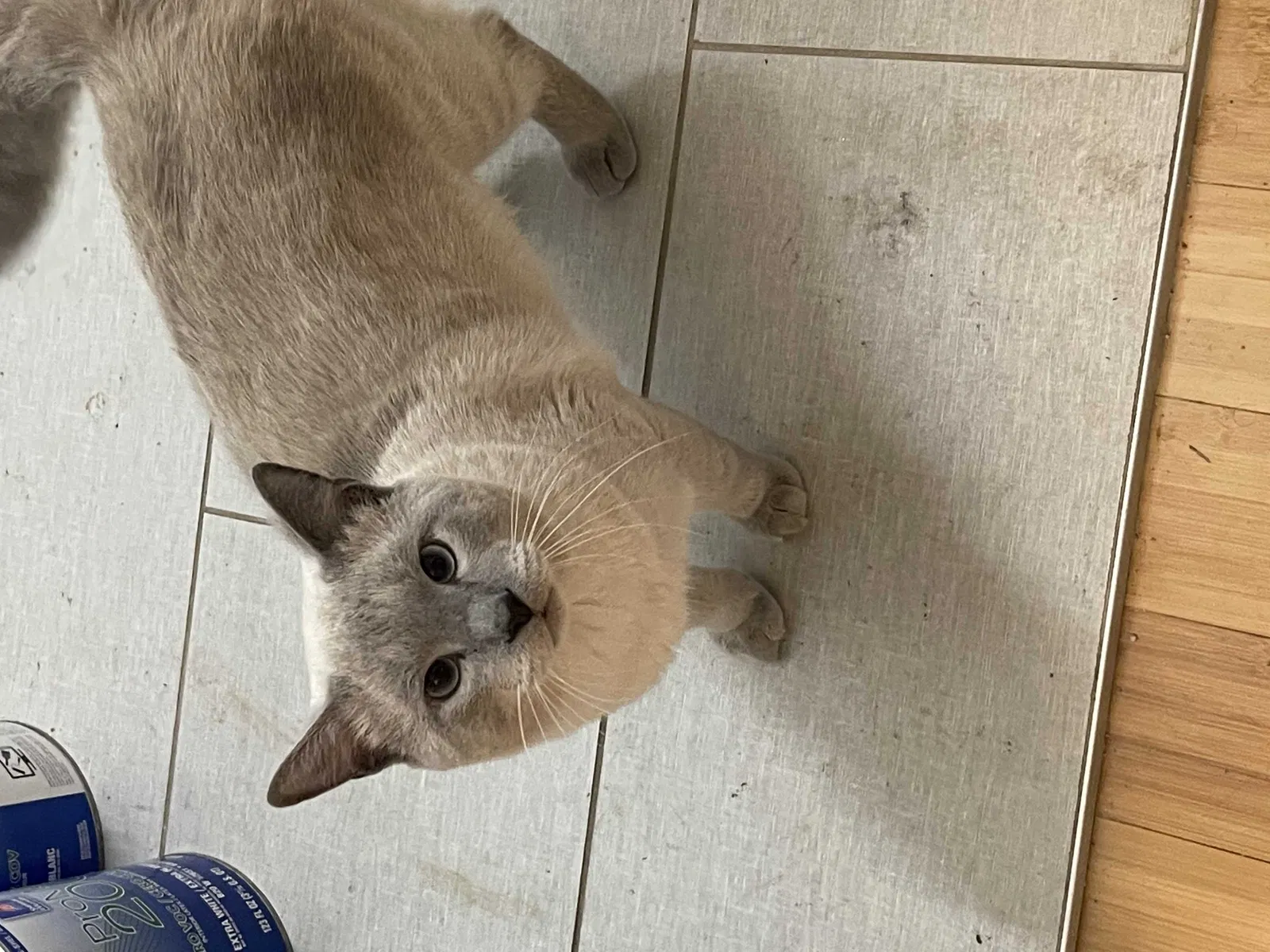 Lost cat in Louisville, KY, 40217