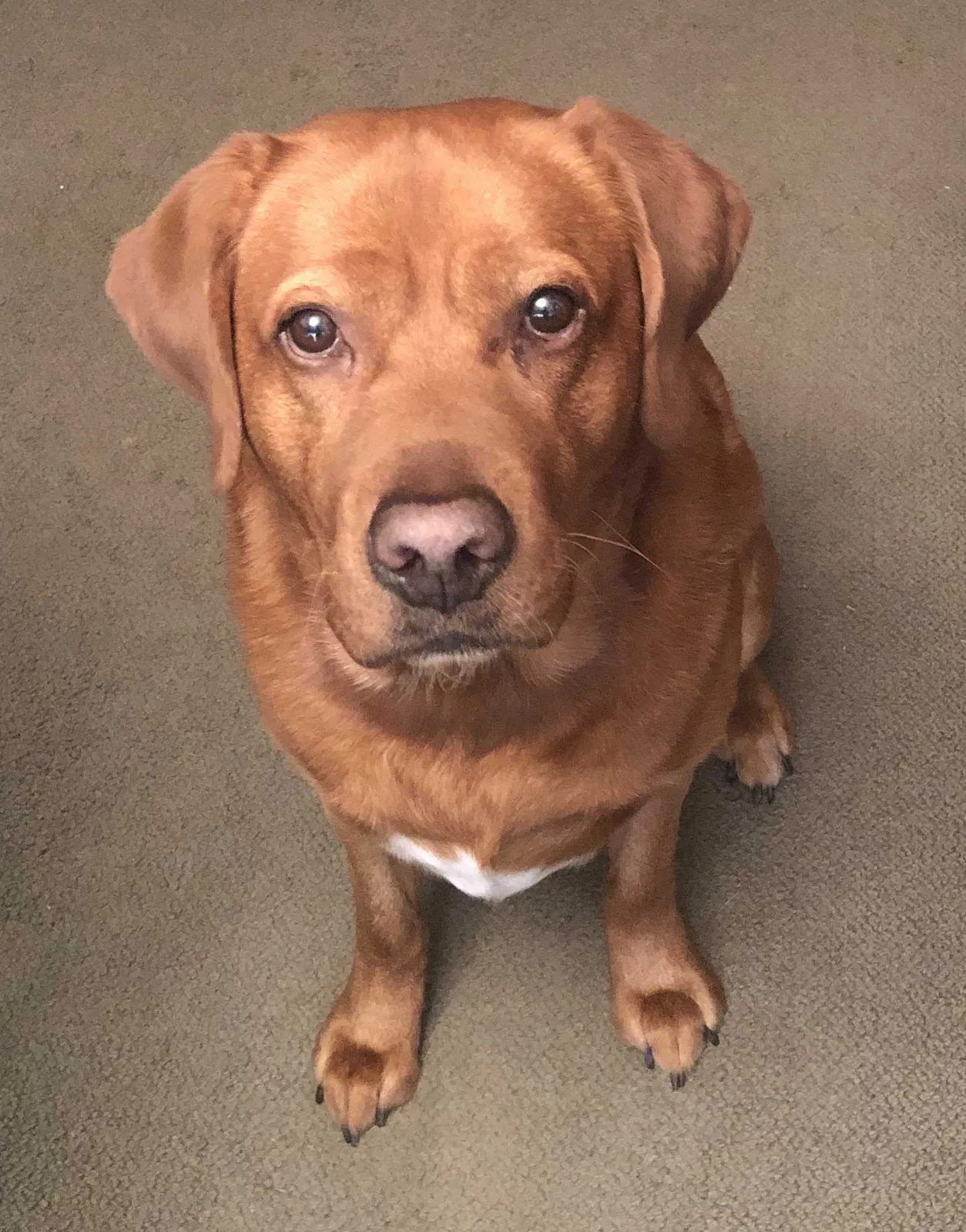 Lost dog in Wichita, KS, 67207