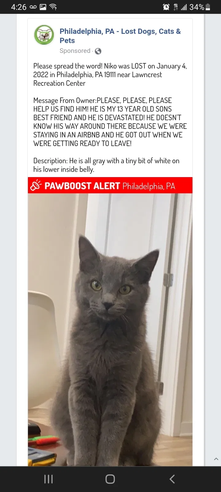 Lost cat in Philadelphia, PA, 19111