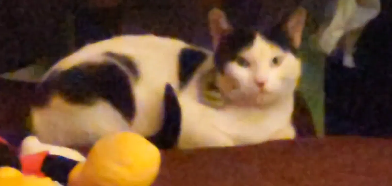 Lost cat in Fresno, CA, 93728