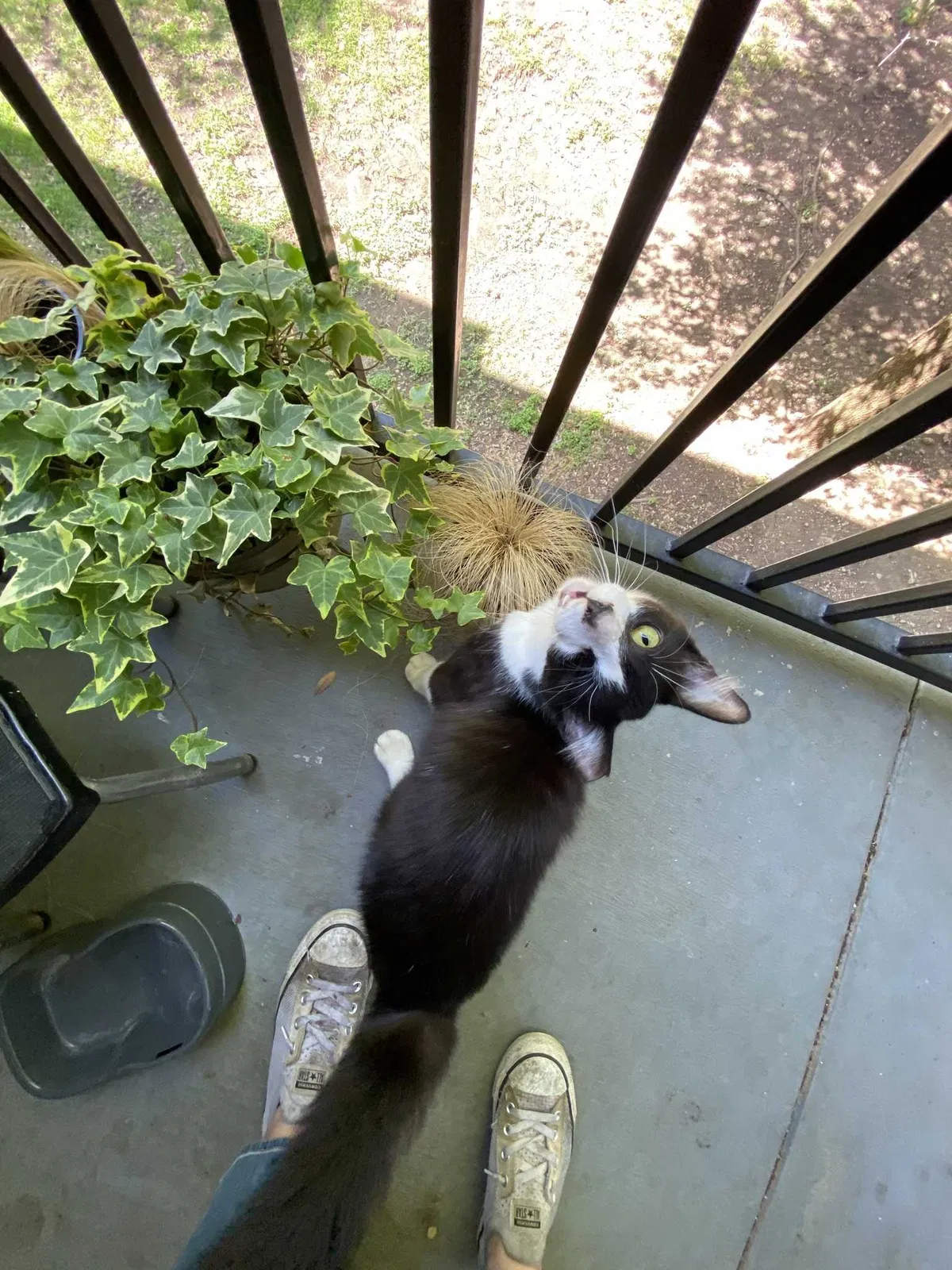 Lost cat in San Antonio, TX, 78240