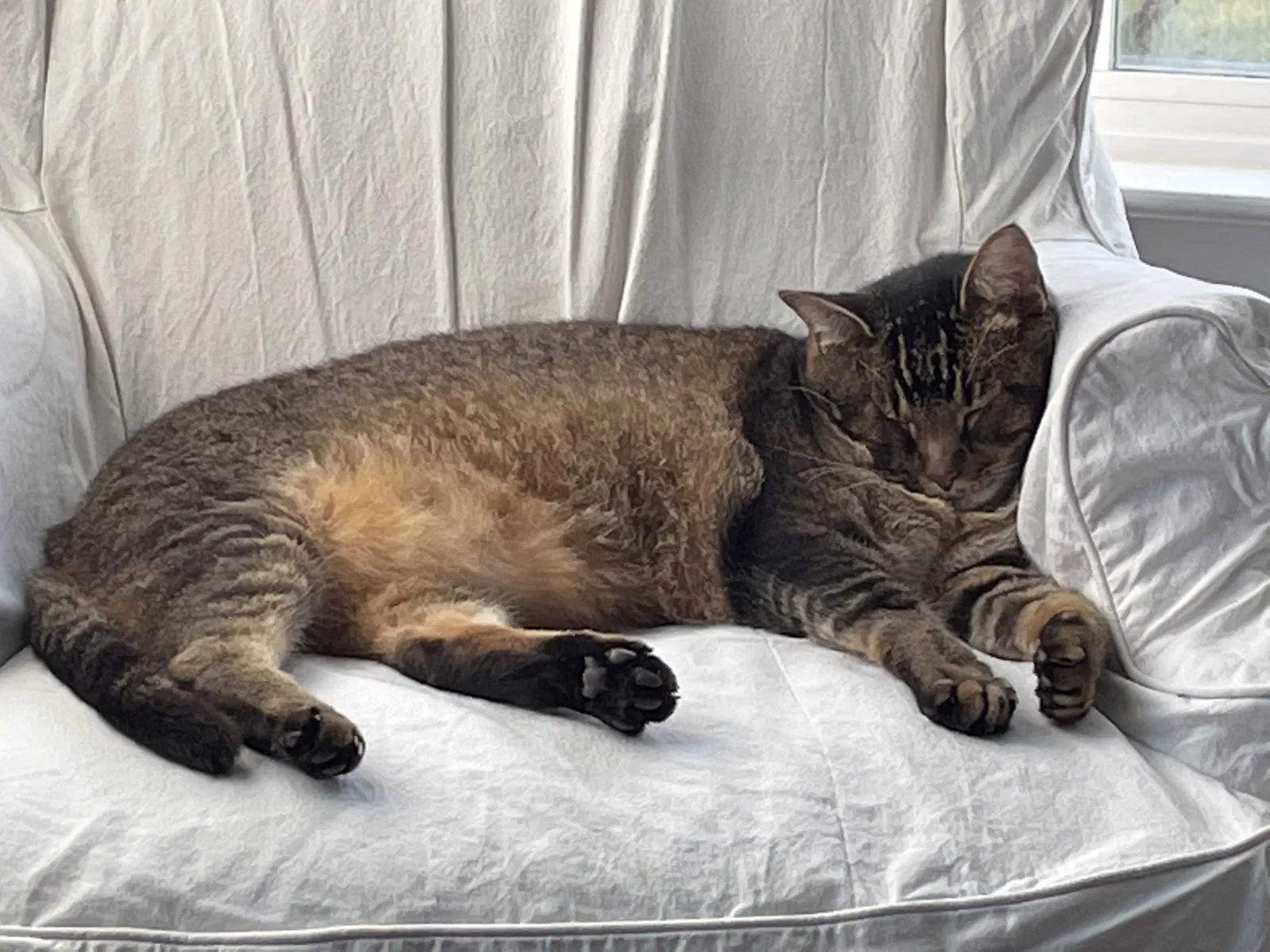 Lost cat in Covington, LA, 70435