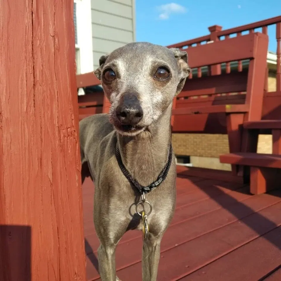 Lost dog in Hazleton, PA, 18202
