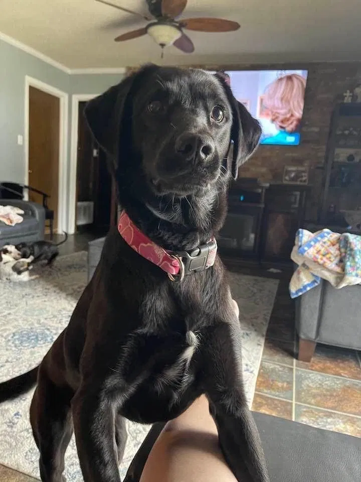 Lost dog in Saraland, AL, 36571