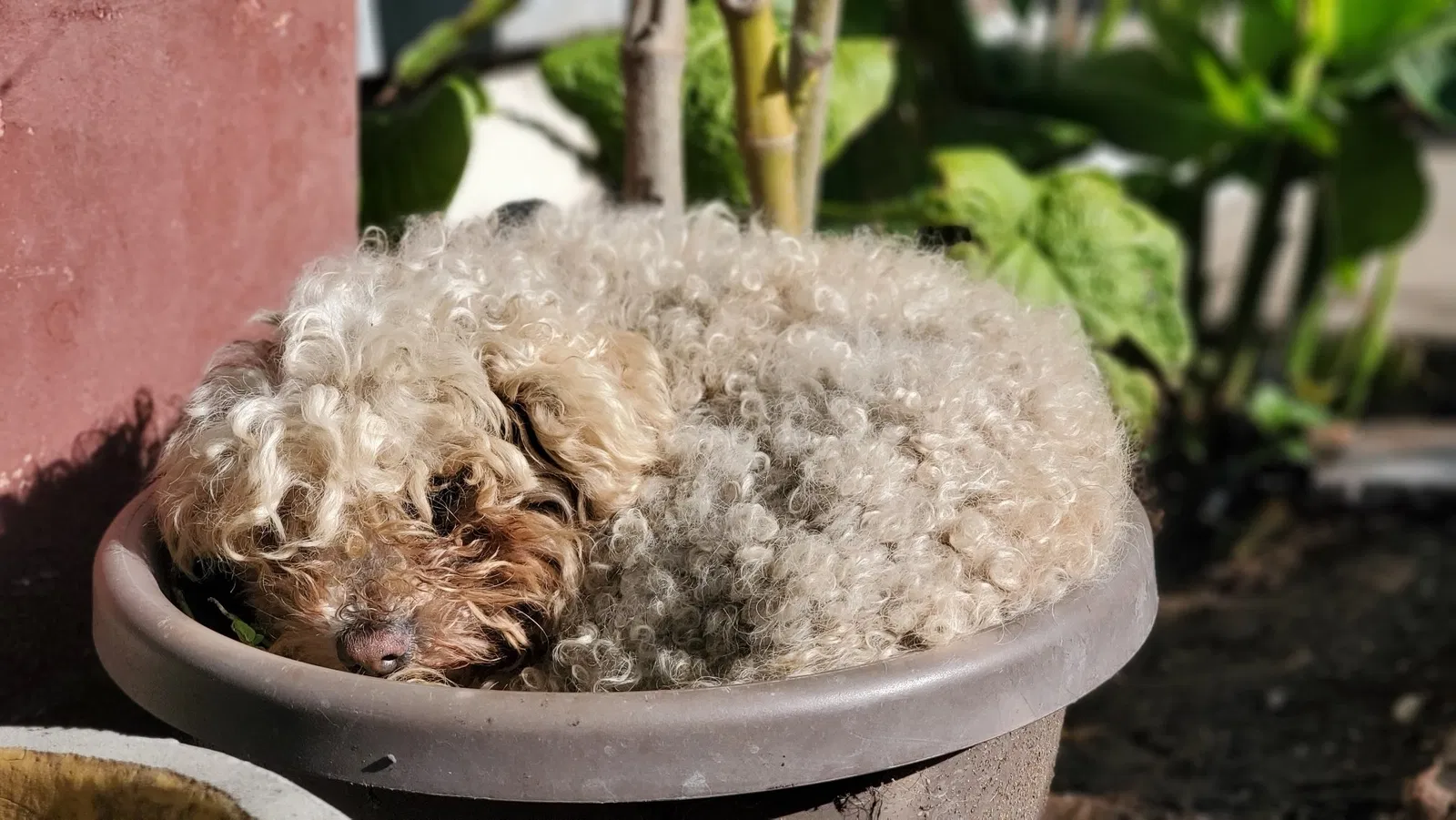 Lost dog in Seaside, CA, 93955