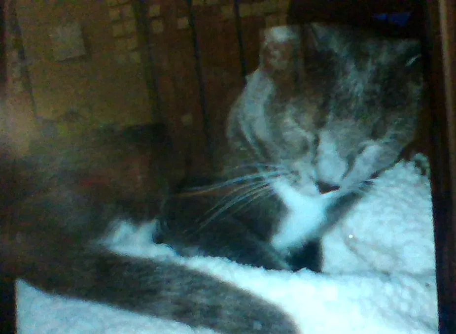 Lost cat in North Richland Hills, TX, 76182