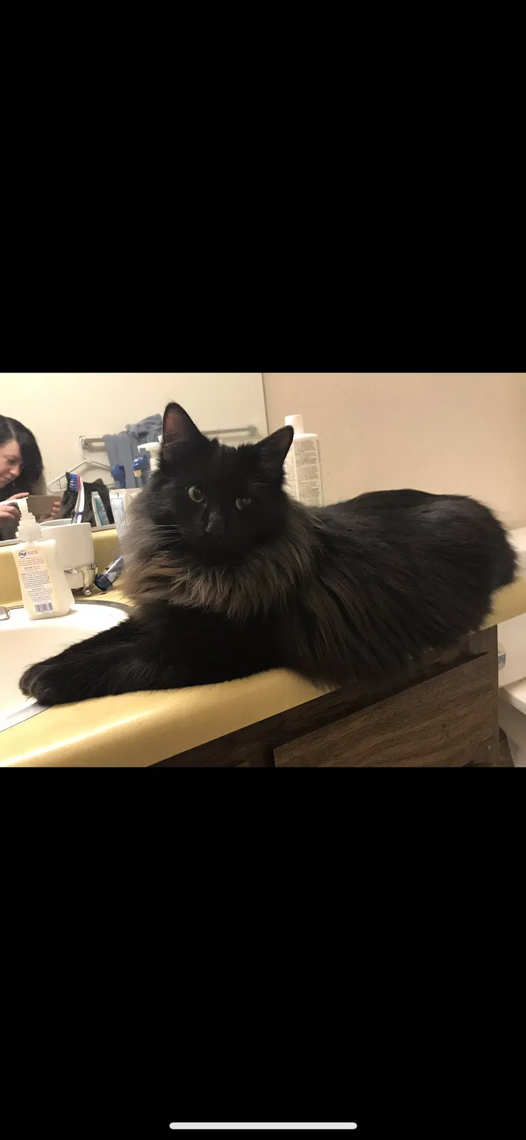 Lost cat in Eugene, OR, 97402
