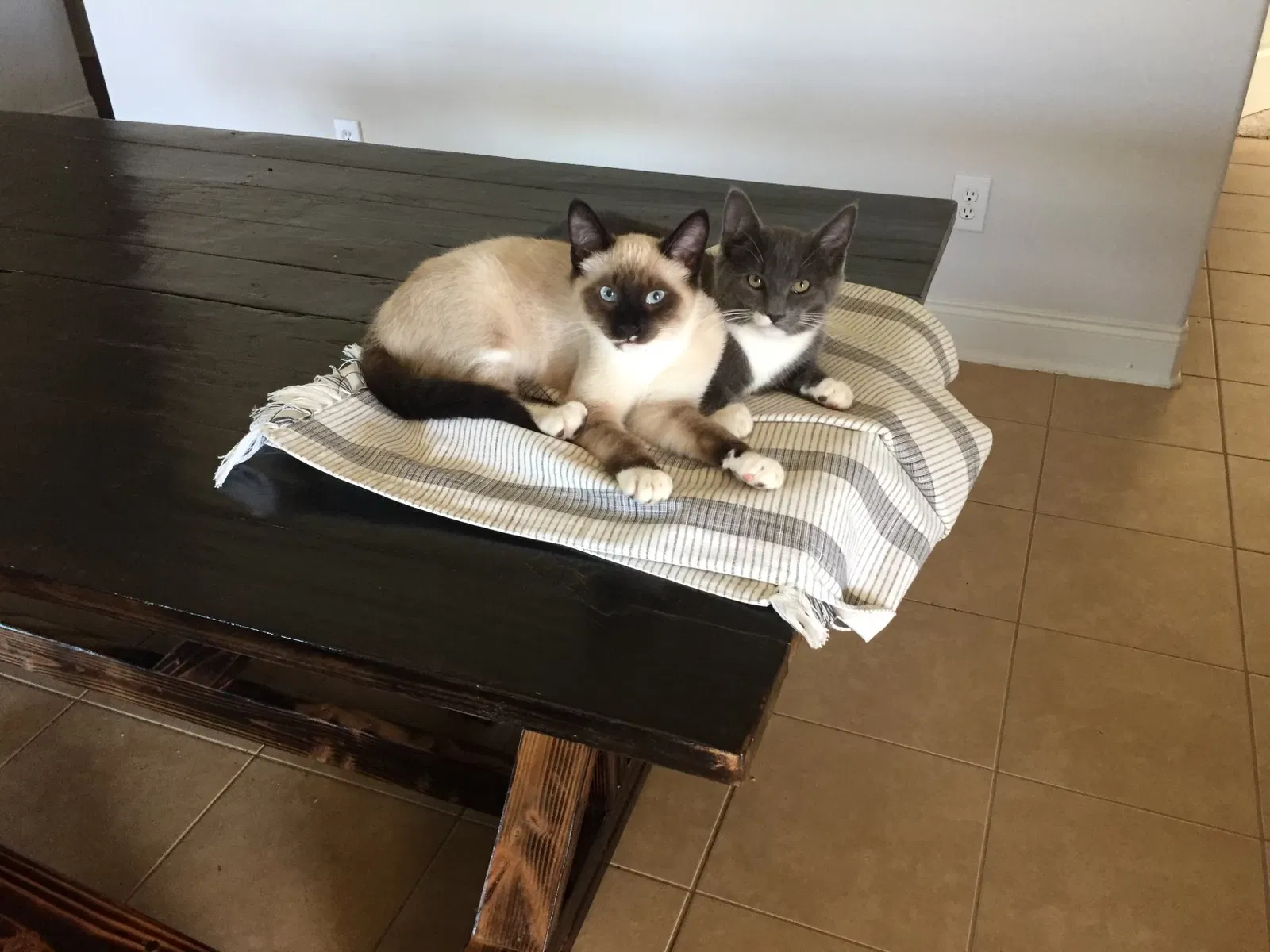 Lost cat in Madison, AL, 35756