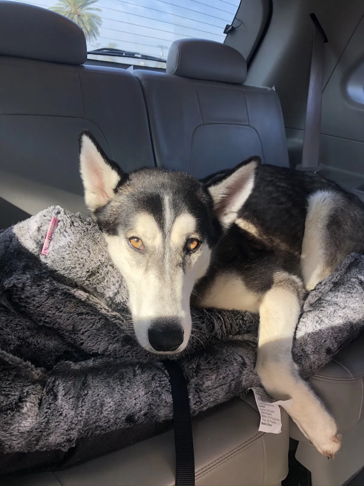 Lost dog in Visalia, CA, 93291