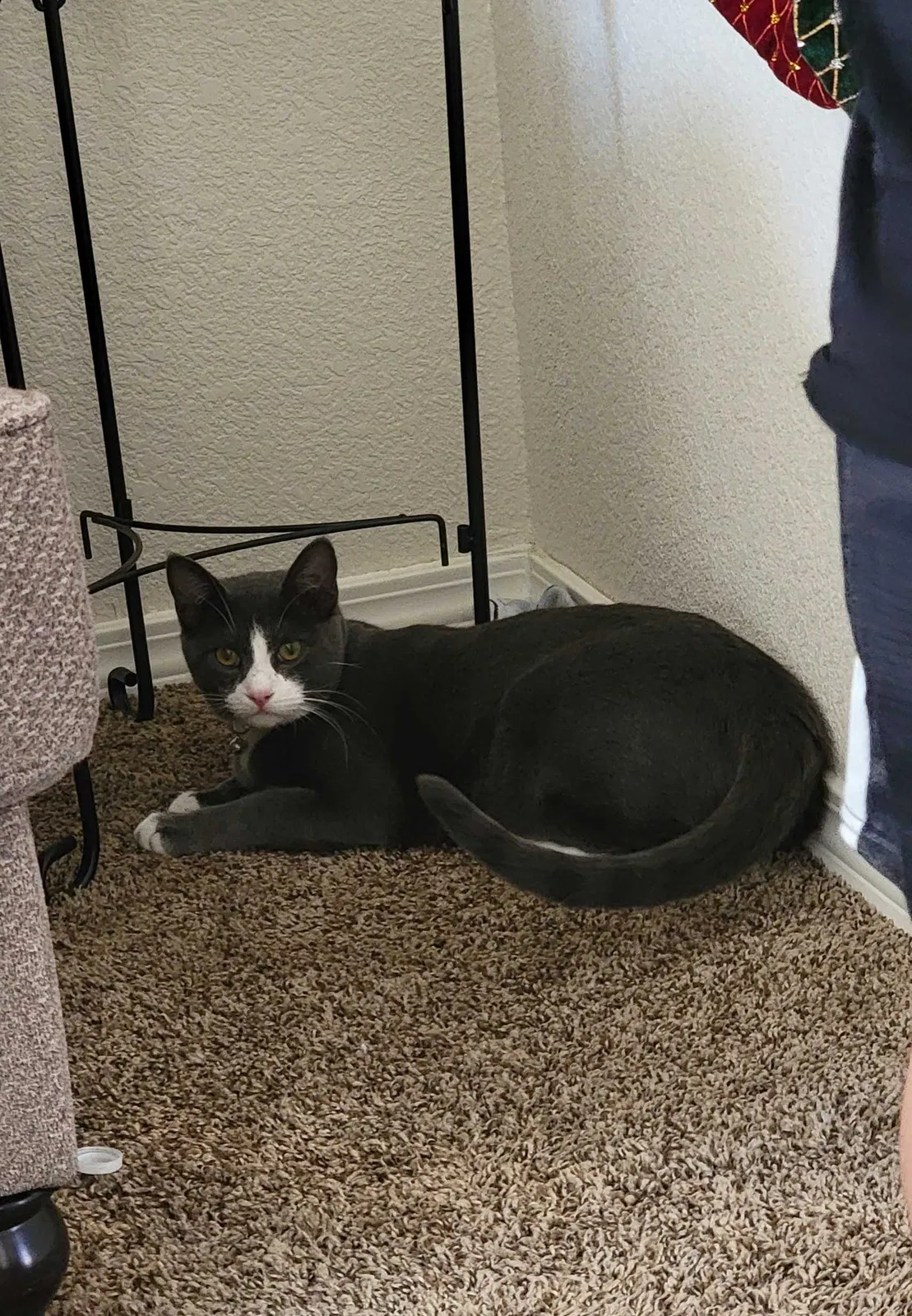 Lost cat in Clint, TX, 79836