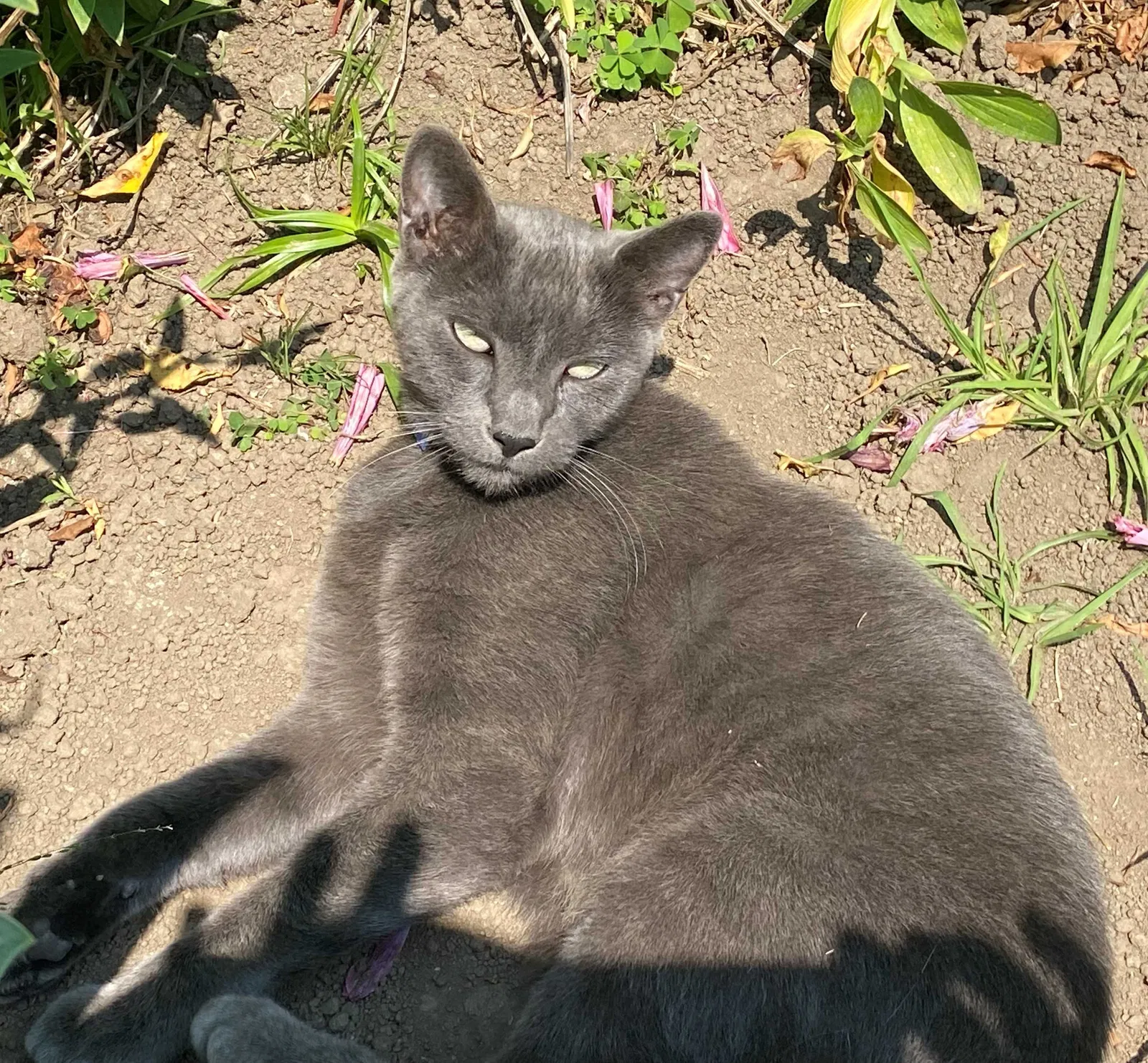 Lost cat in Carmel, CA, 93923