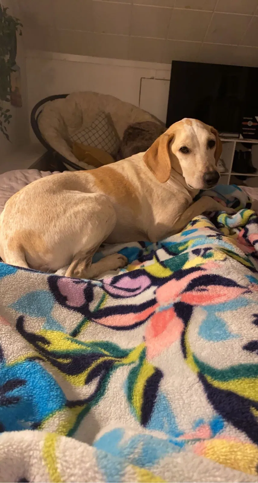 Lost dog in Stockton, AL, 36579