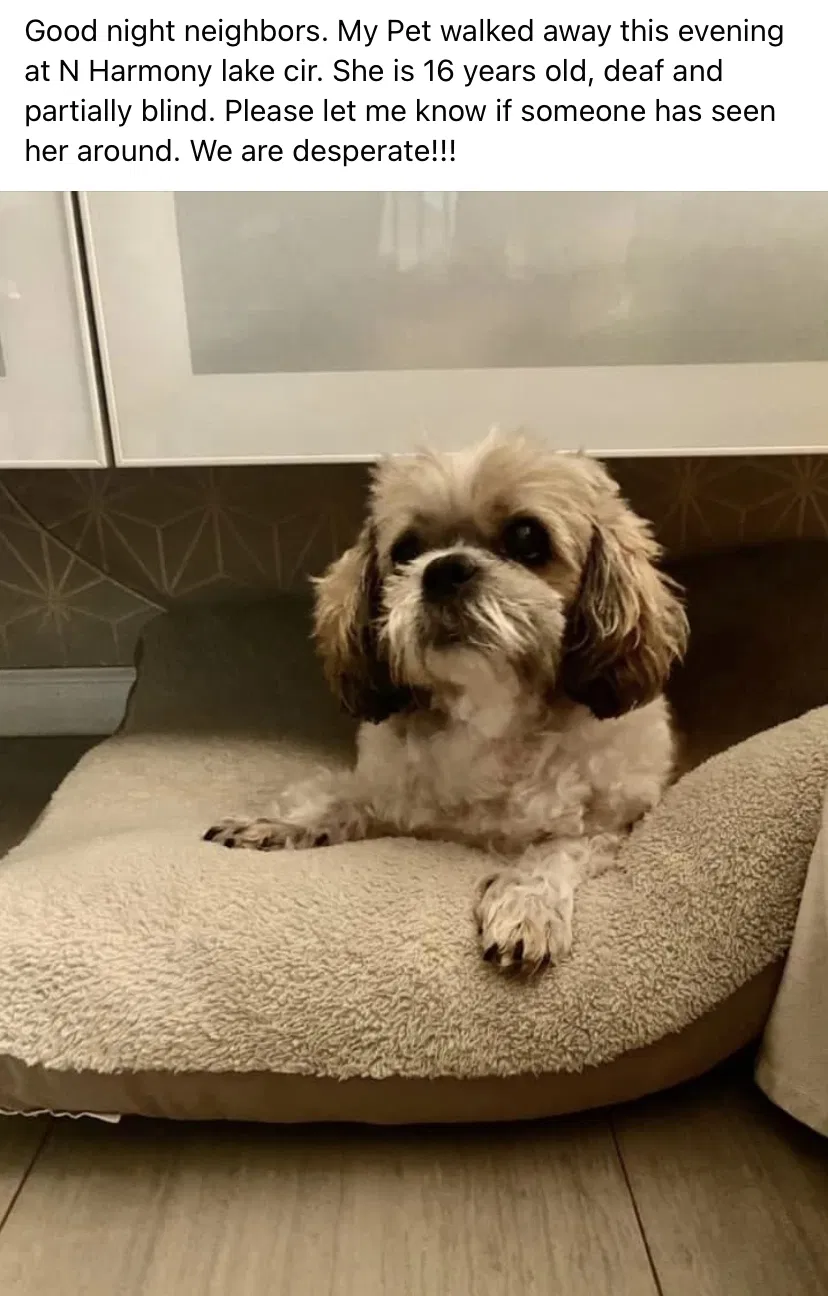 Lost dog in Fort Lauderdale, FL, 33324