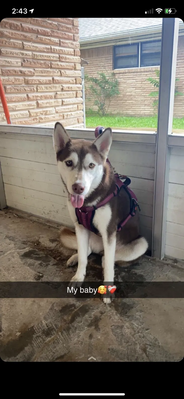Lost dog in Houston, TX, 77045