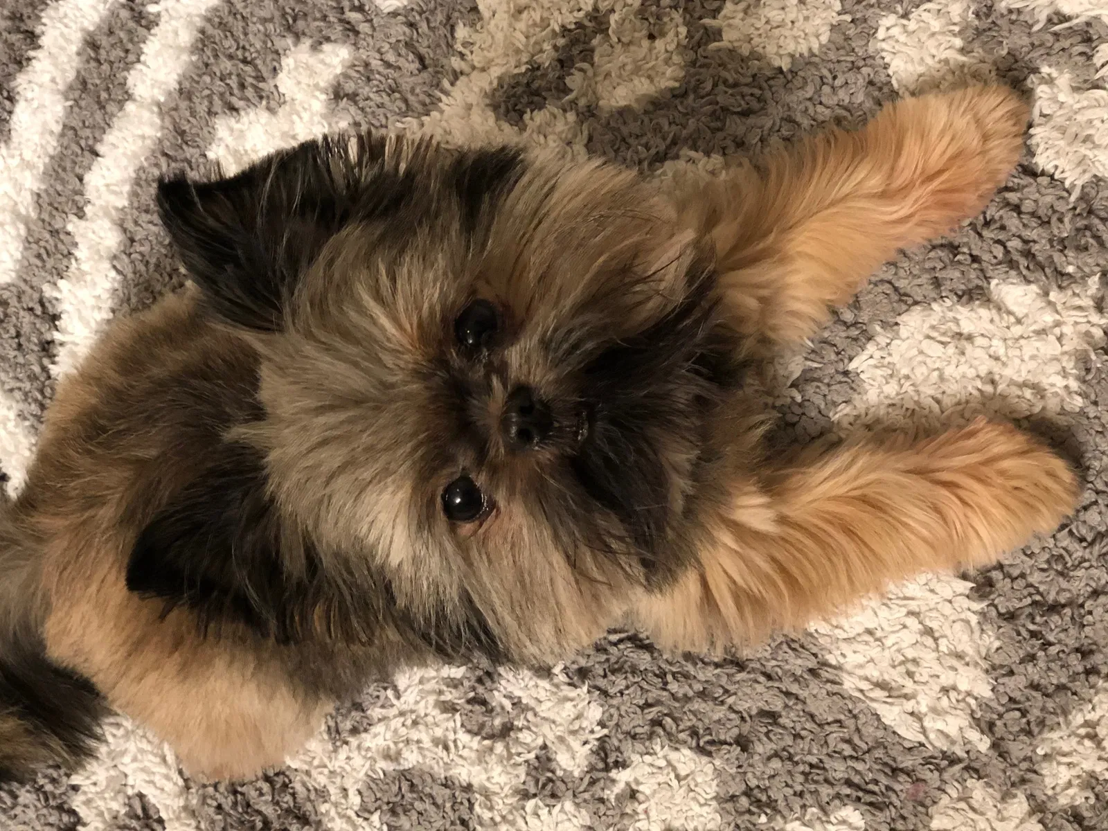 Lost dog in Chattanooga, TN, 37404