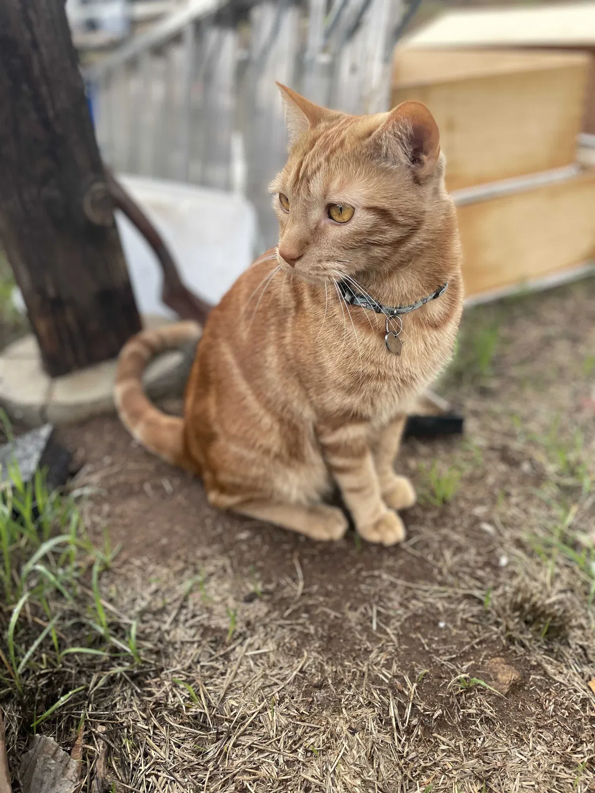 Lost cat in Lakeside, CA, 92040