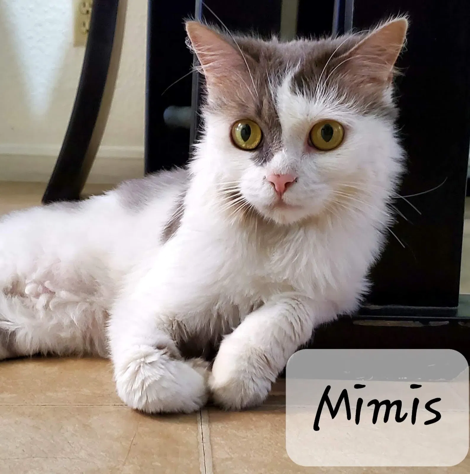 Lost cat in El Paso, TX, 79925