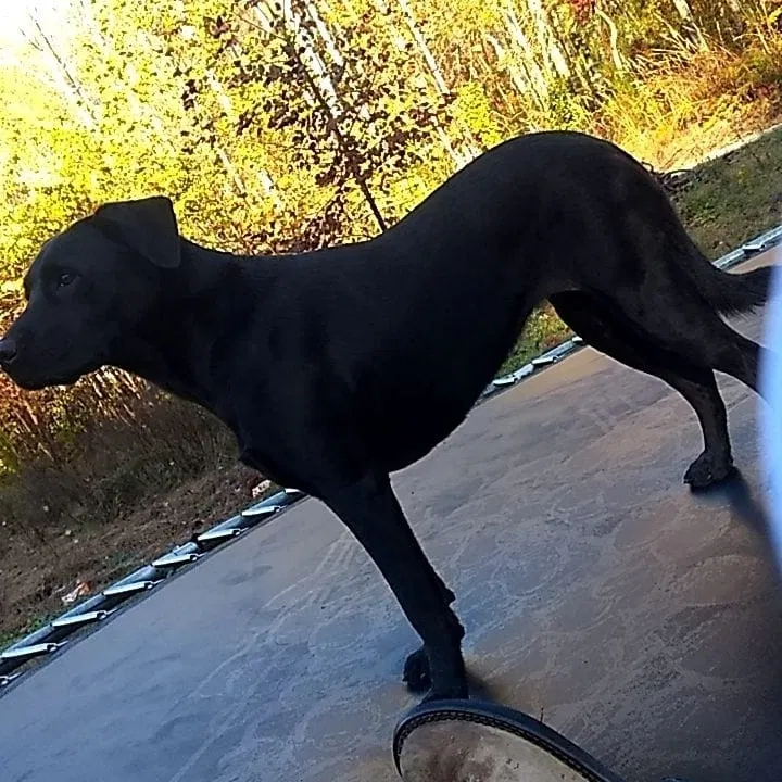 Lost dog in Union Grove, AL, 35175