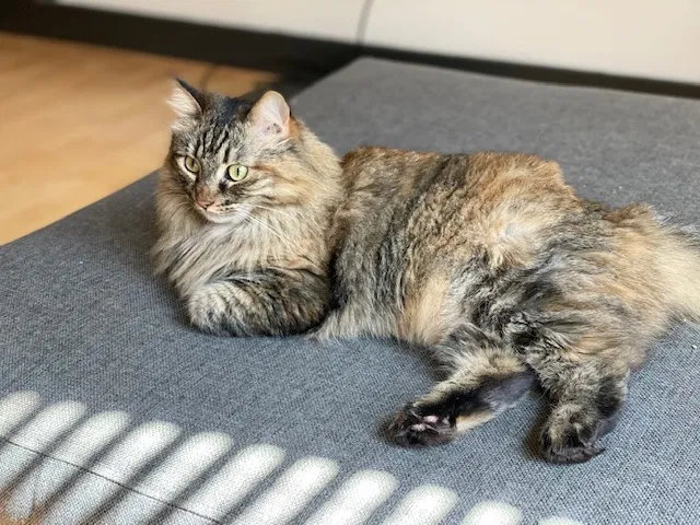 Lost cat in Richmond, VA, 23220