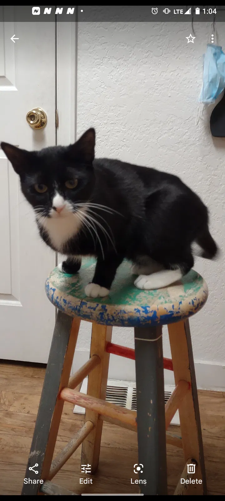 Lost cat in Denver, CO, 80204