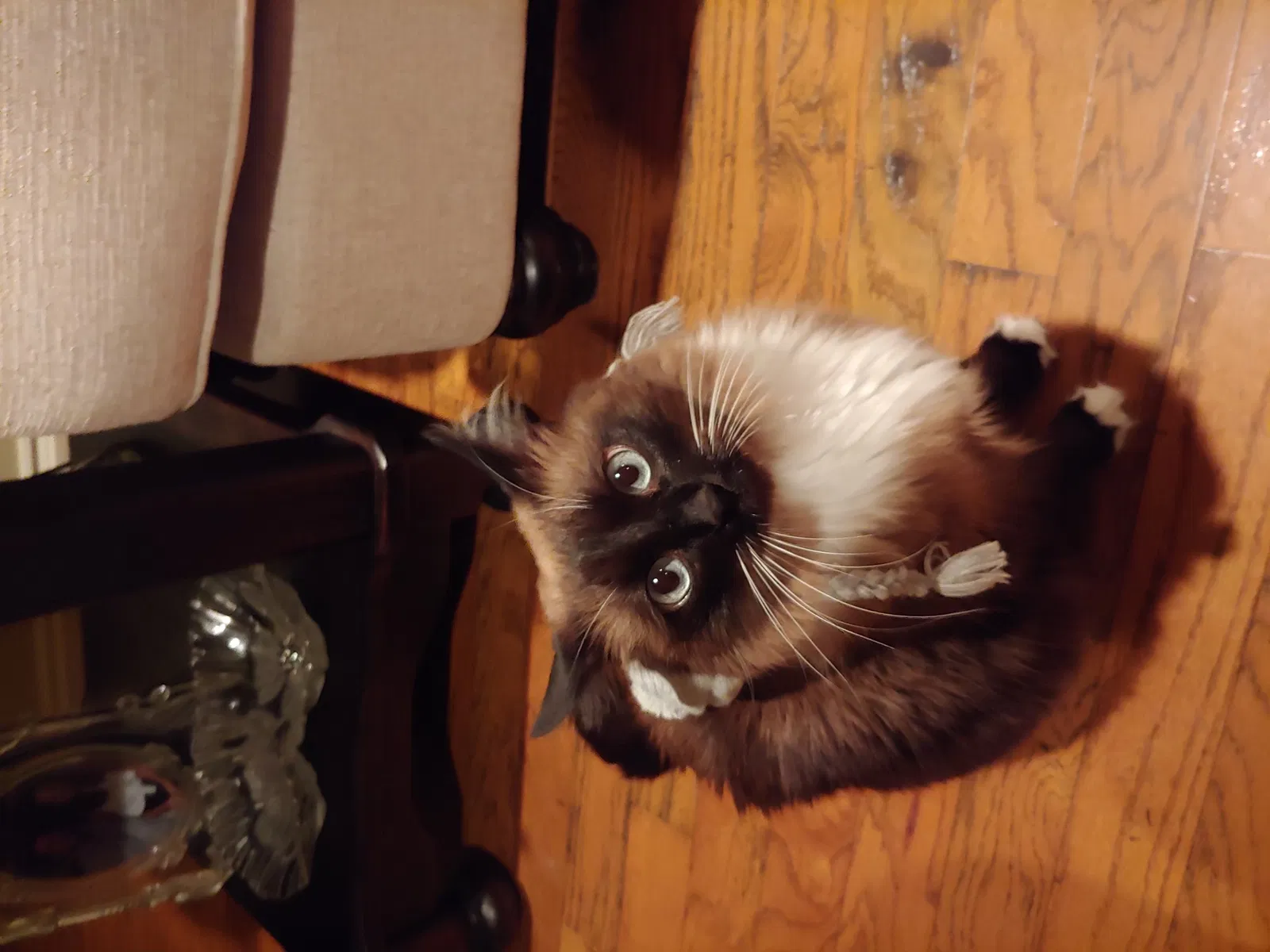 Lost cat in Daphne, AL, 36526