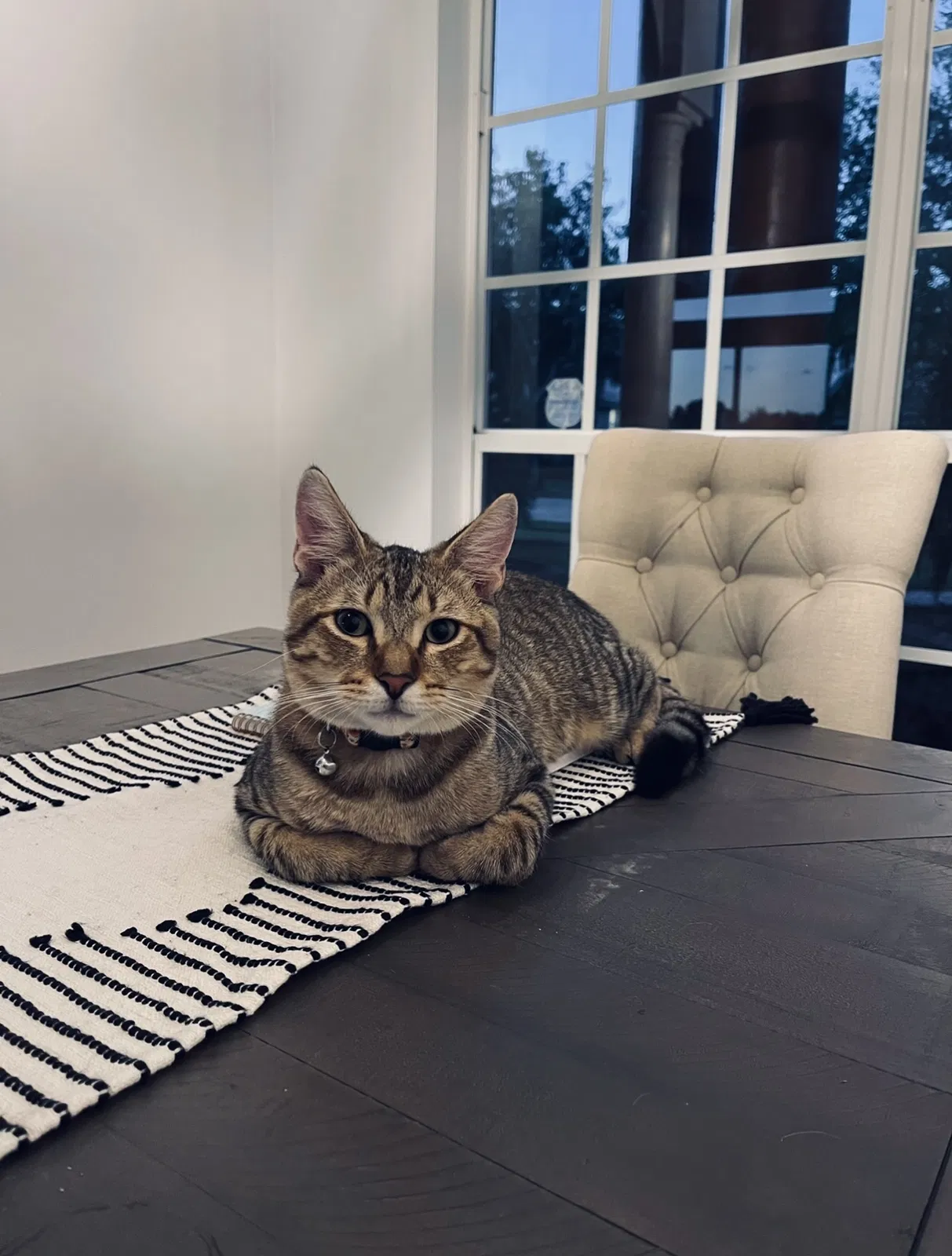 Lost cat in Pembroke Pines, FL, 33028