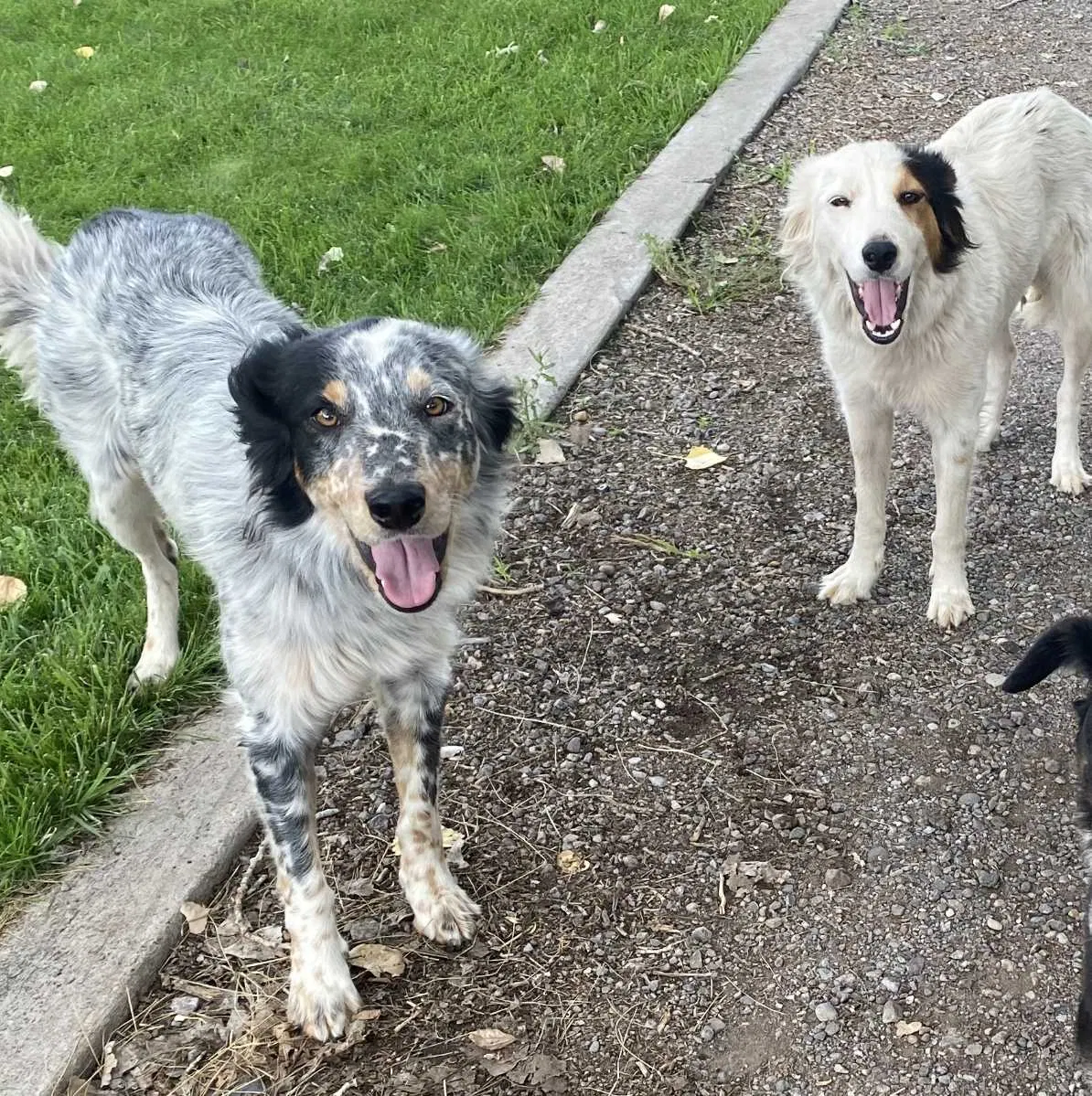 Lost dog in Albuquerque, NM, 87105