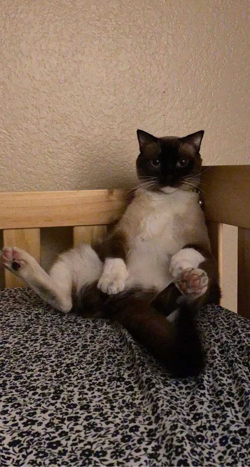 Lost cat in Chandler, AZ, 85226