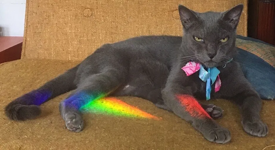 Lost cat in Austin, TX, 78702
