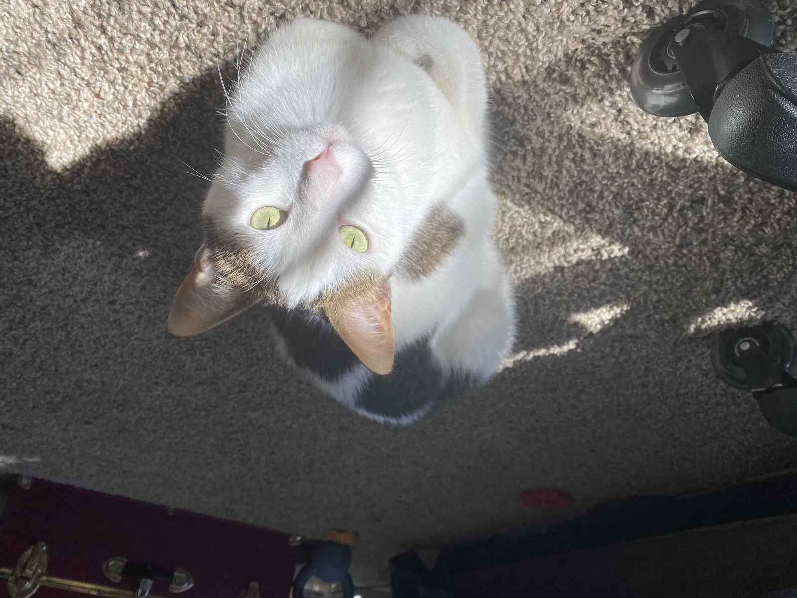 Lost cat in Austin, TX, 78745