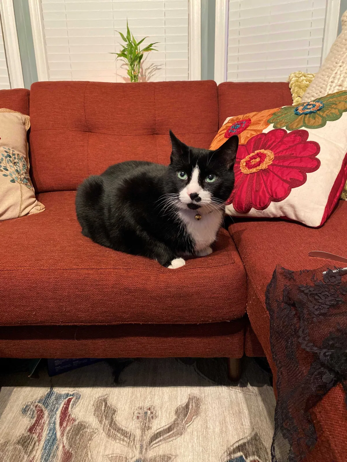 Lost cat in Huntington Woods, MI, 48070