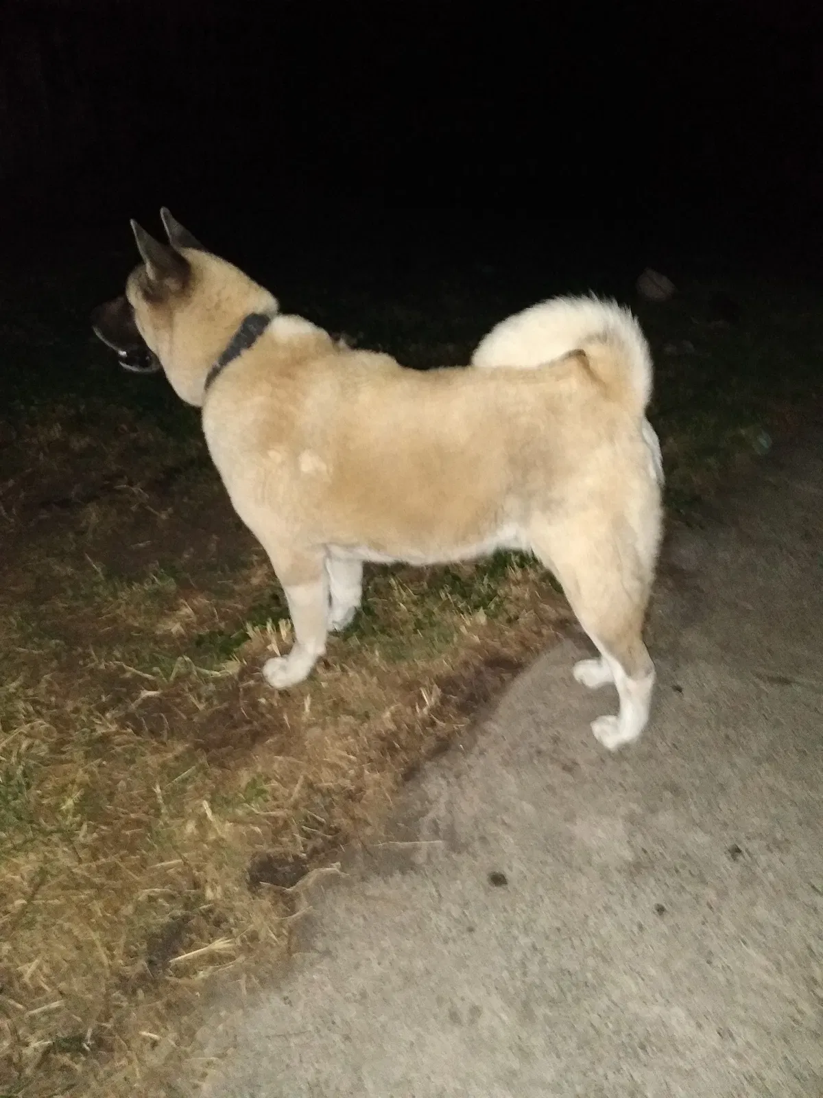 Lost dog in Corpus Christi, TX, 78415
