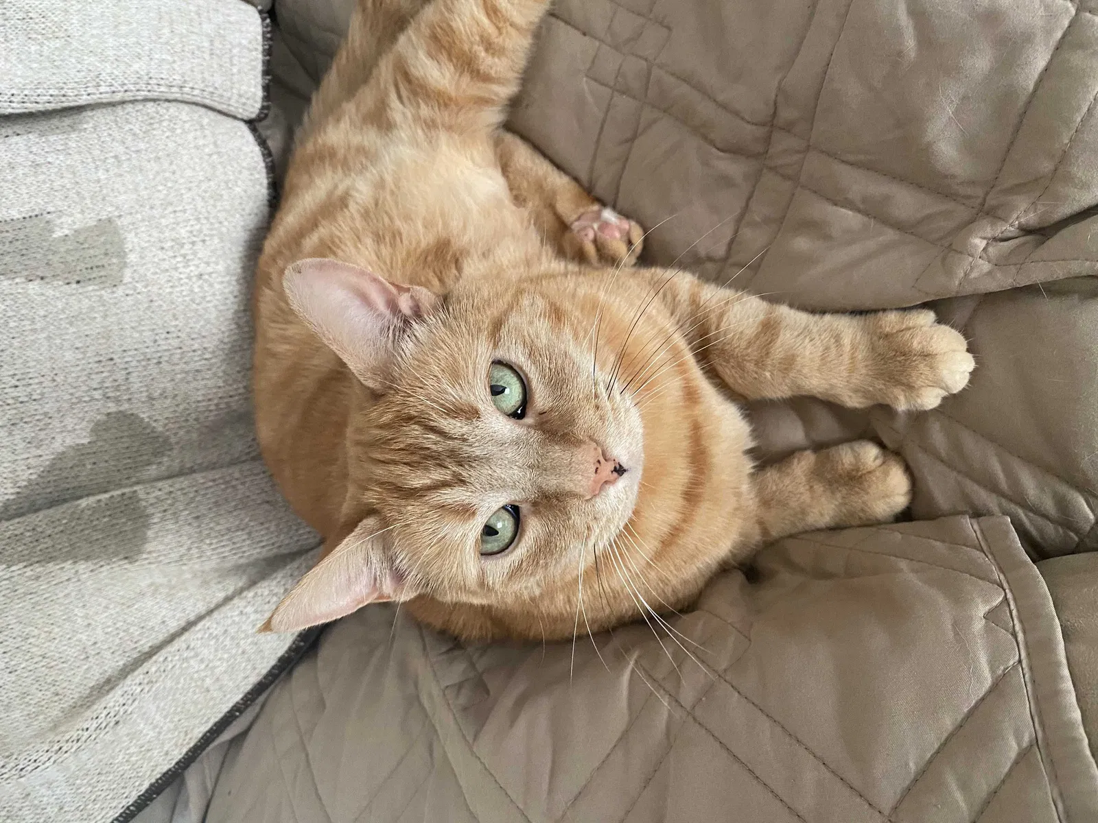 Lost cat in Aiea, HI, 96701