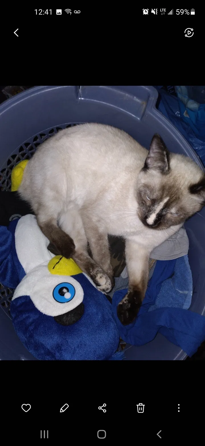 Lost cat in El Cajon, CA, 92019