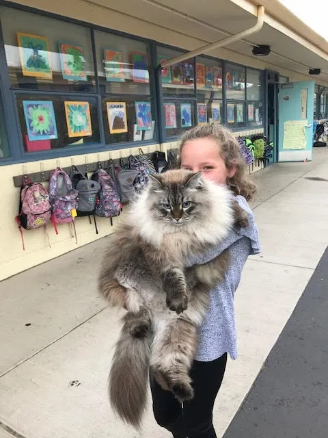 Lost cat in San Carlos, CA, 94070