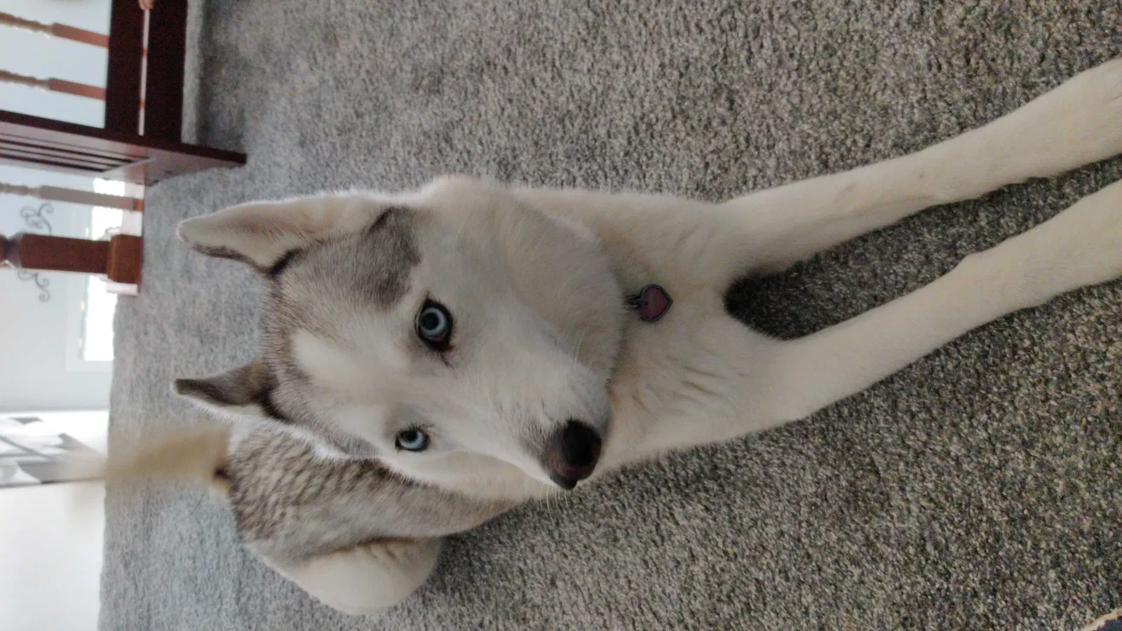 Lost dog in High Point, NC, 27265