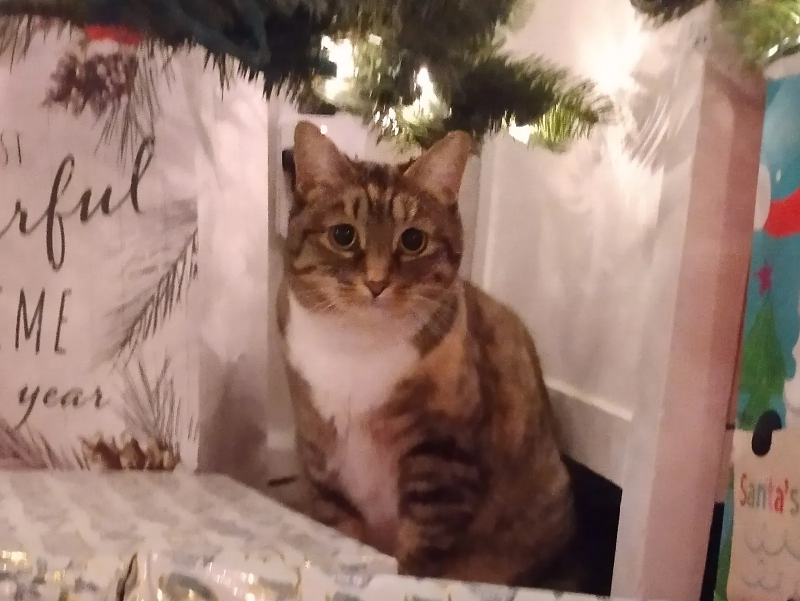 Lost cat in Victorville, CA, 92392