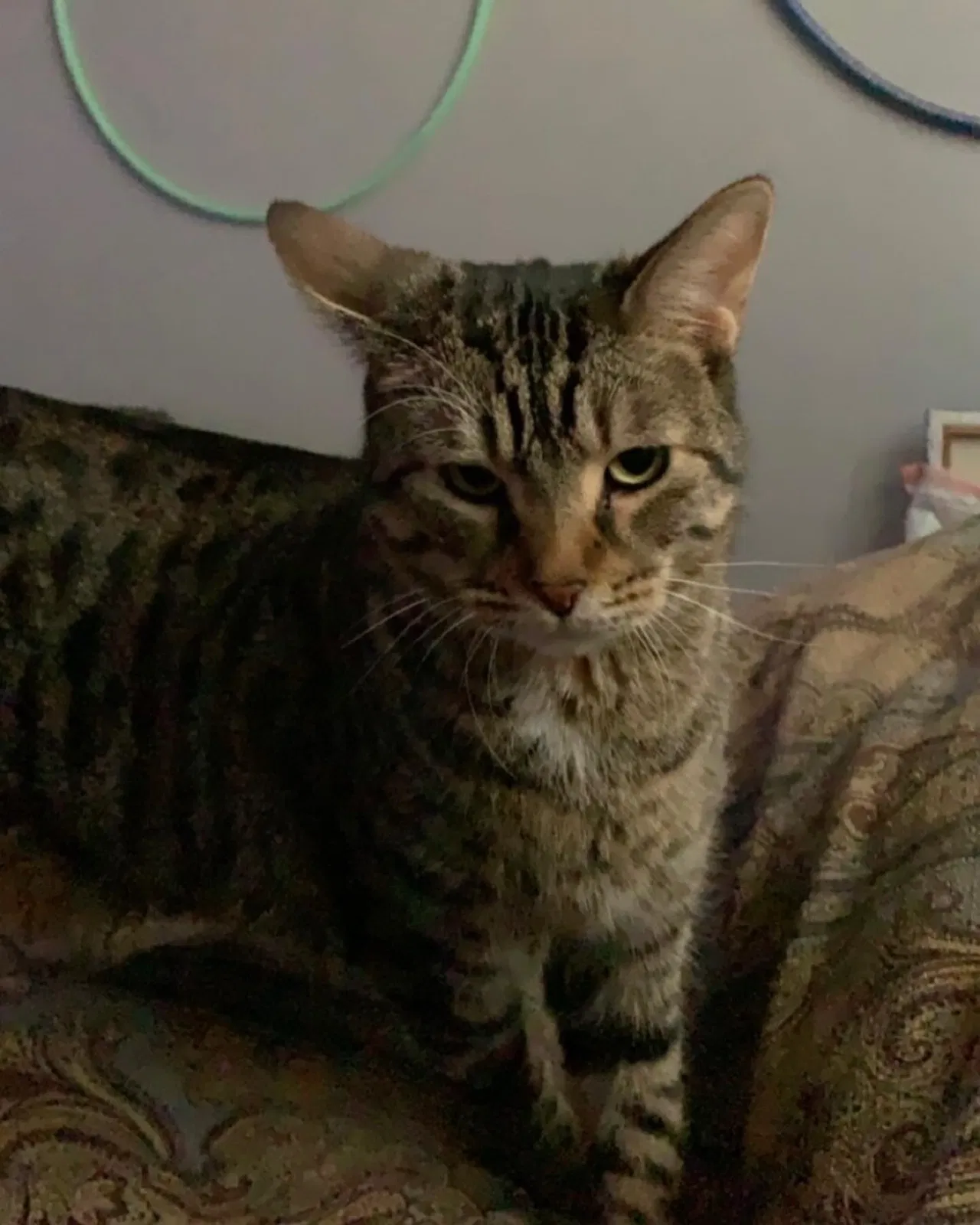 Lost cat in Burbank, IL, 60459