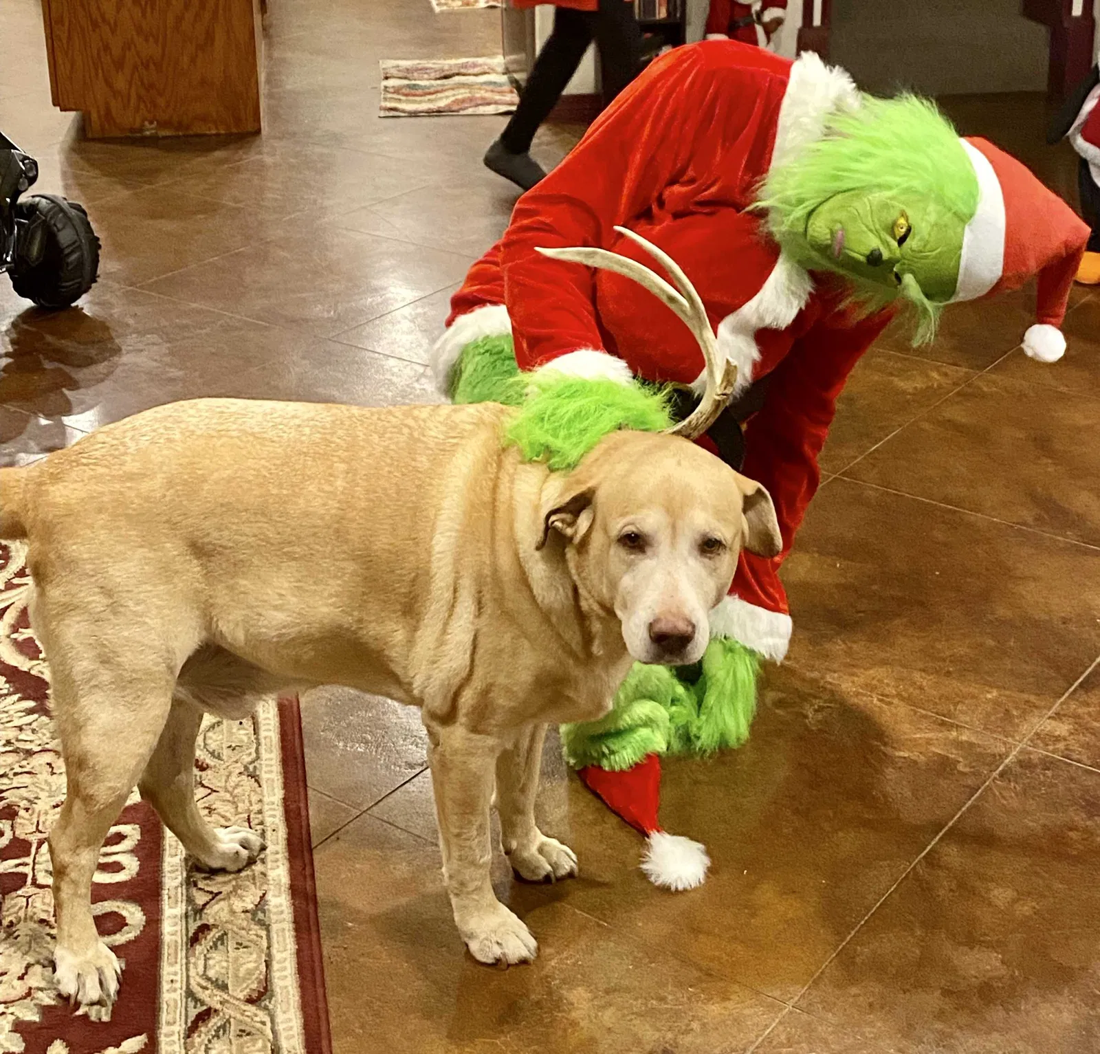 Lost dog in Taylorsville, MS, 39168
