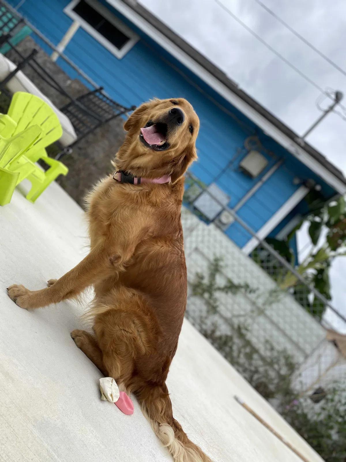 Lost dog in San Antonio, TX, 78237