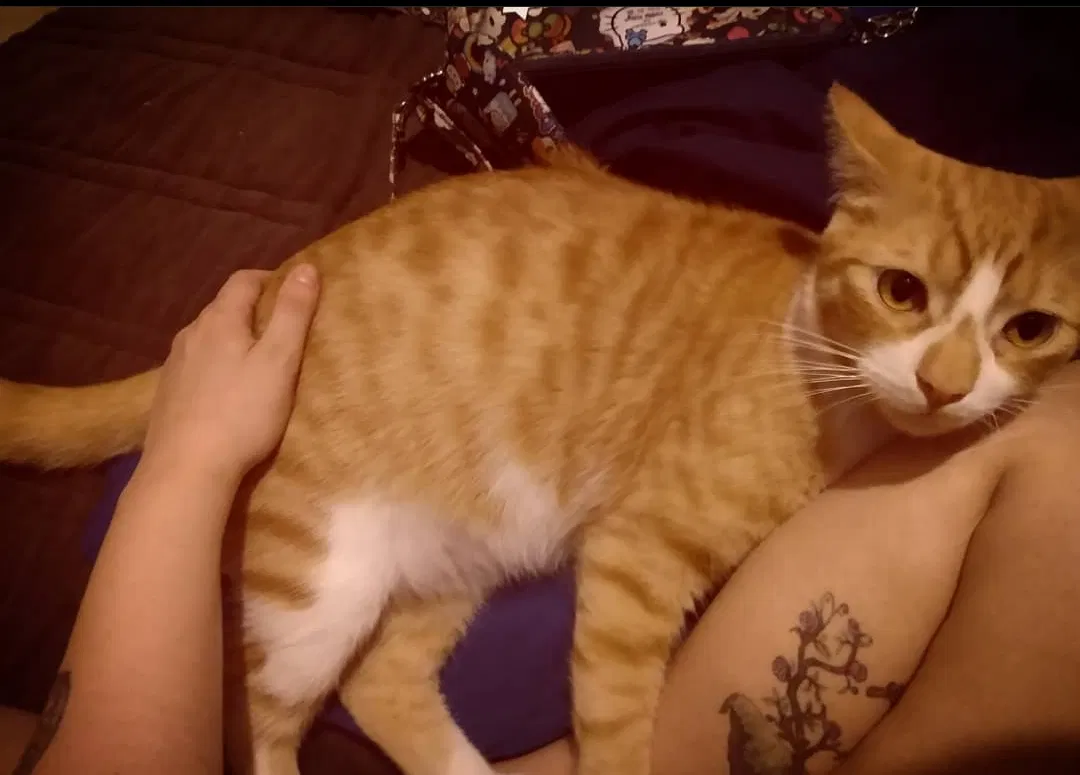 Lost cat in San Antonio, TX, 78212