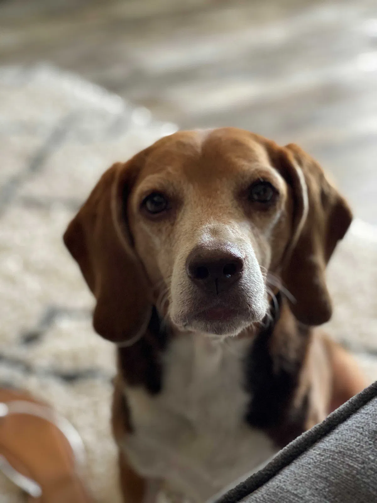 Lost dog in Cleveland, TX, 77327