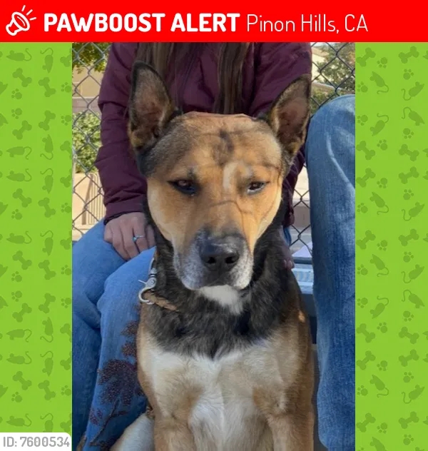 Lost dog in Pinon Hills, CA, 92372