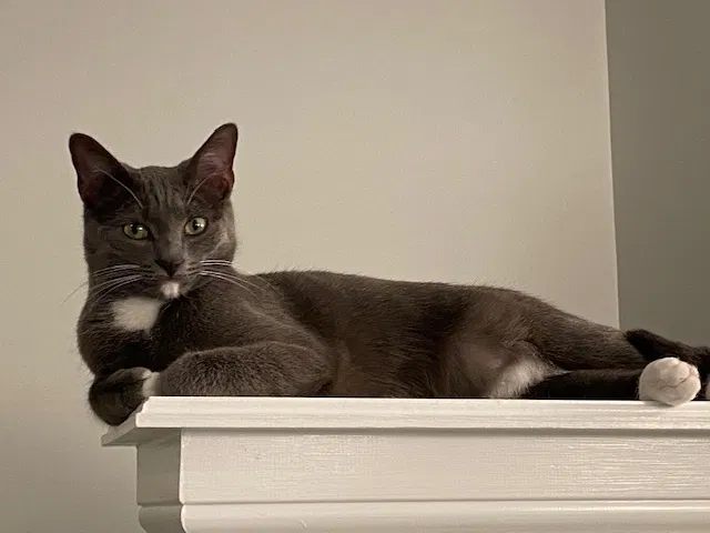 Lost cat in Cincinnati, OH, 45202
