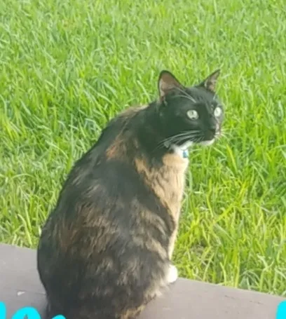 Lost cat in New Braunfels, TX, 78132