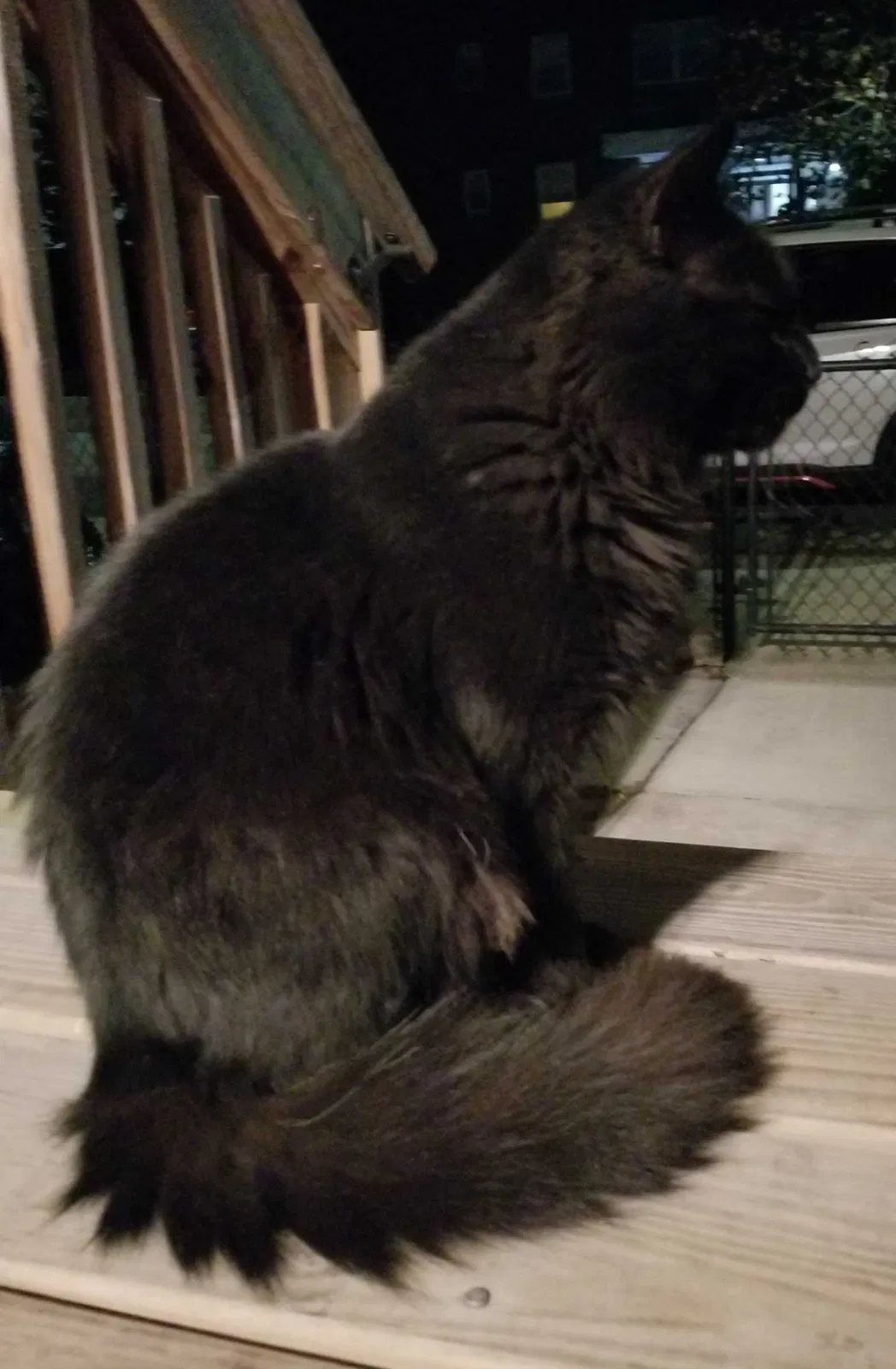 Lost cat in Yonkers, NY, 10703