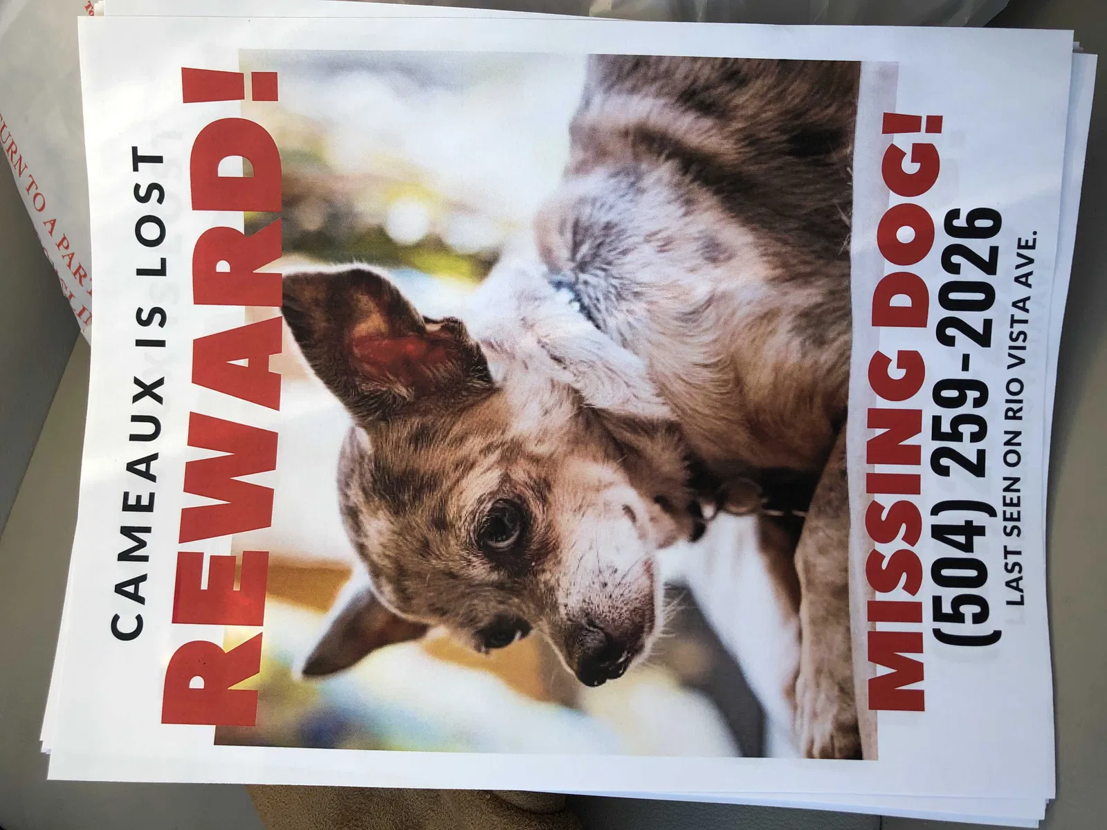 Lost dog in New Orleans, LA, 70121