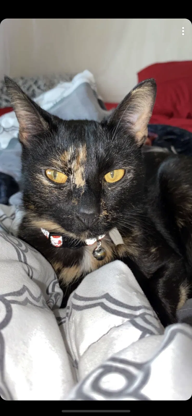 Lost cat in Greenwood, IN, 46142