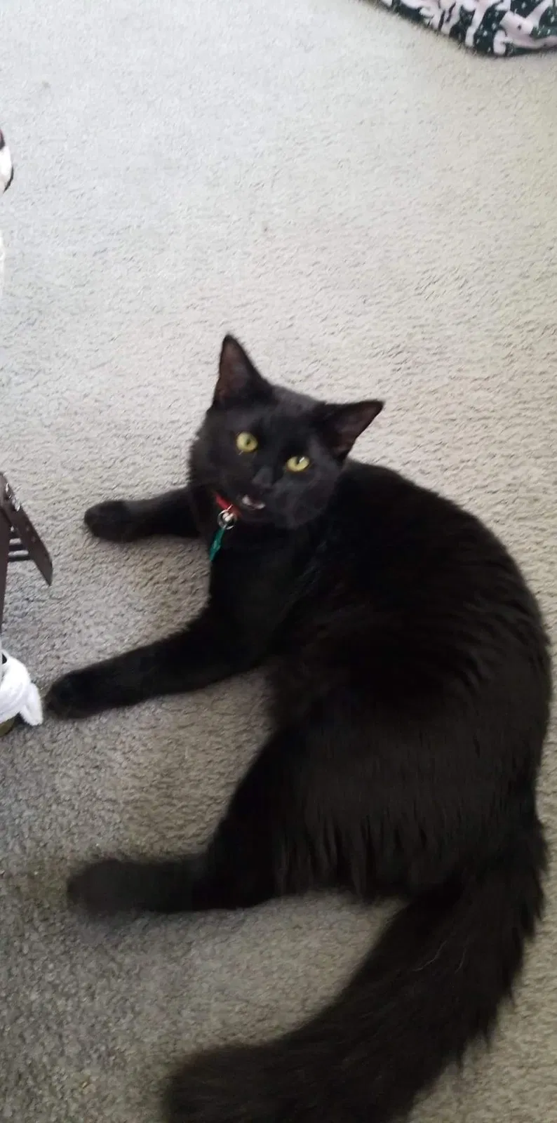 Lost cat in Las Vegas, NV, 89103